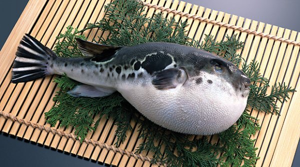 В Японии после продажи ядовитой печени рыбы фугу объявили тревогу