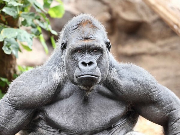 В зоопарке Сан-Диего умерла одна из самых старых горилл в мире