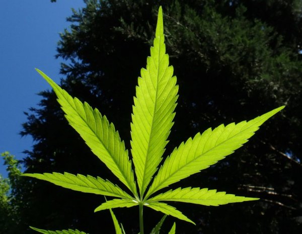 В Калифорнии объявлена марихуановая амнистия