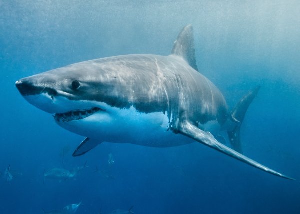 Рыбак из Австралии чудом спасся после столкновения с акулой