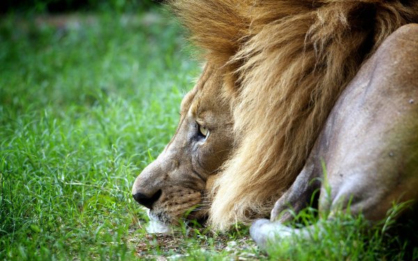 В китайском зоопарке истощенный лев отгрыз свой хвост