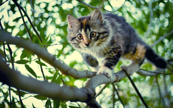В Британии спасавшая застрявшего на дереве котика женщина застряла сама