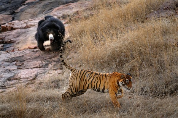 Битва медведя и тигра в Индии попала на видео