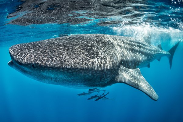 Китовая акула чуть не проглотила яхту с туристами в Австралии