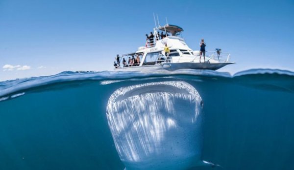Китовая акула чуть не проглотила яхту с туристами в Австралии