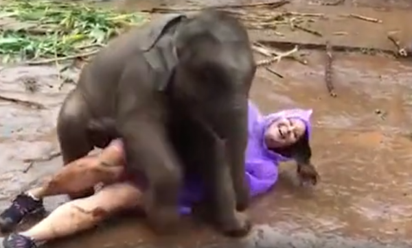 В Таиланде игривый слоненок извалял американку лицом в грязи
