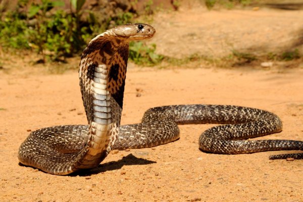 Известный укротитель змей из Малайзии умер от укуса кобры