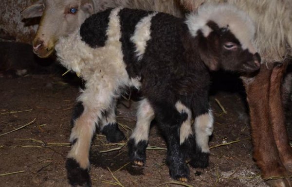 В Китае родился теленок-мутант с шестью ногами