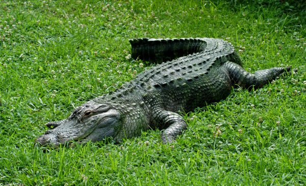 Крокодил посетил больницу в Зимбабве, рассердился и умер