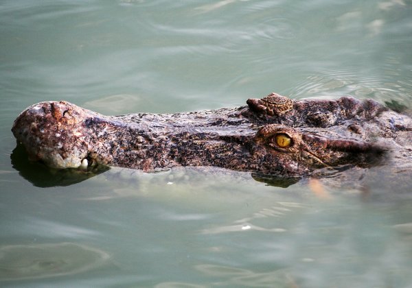 Четырехметрового крокодила-людоеда снова выпустили в реку