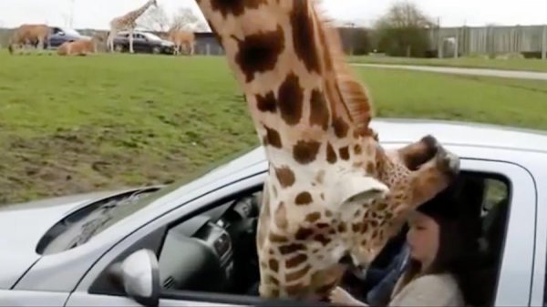 В Британии голодный жираф разбил окно машины с людьми
