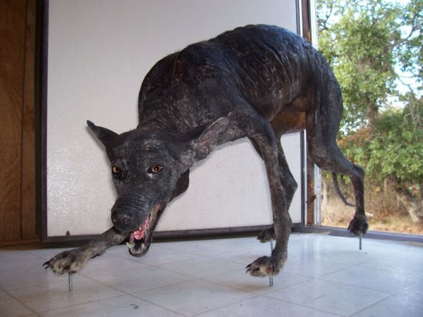 В Аргентине сняли на видео двухметровую чупакабру, которая растерзала собак