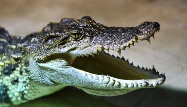 В Индии крокодил полакомился школьником на глазах у его брата