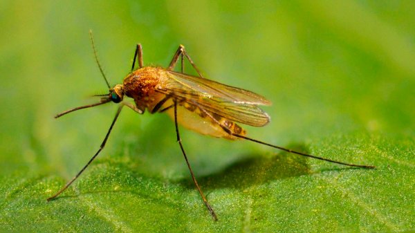 Монстра-комара нашли на юго-западе Китая