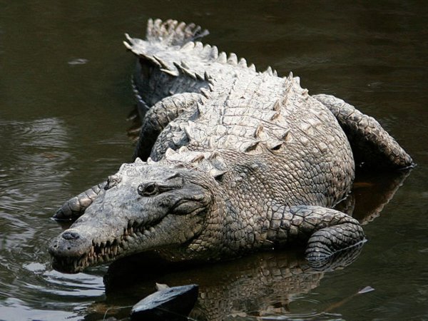 В Австралии работники зоппарка сняли на камеру нутро огромного крокодила