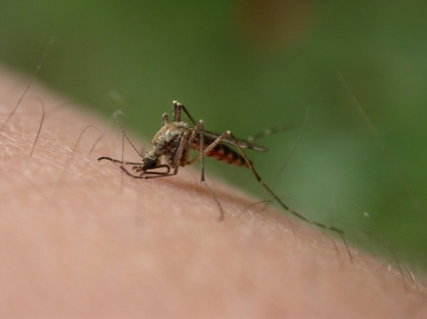 Роковая ошибка: Филиппинка лишилась руки из-за «укуса комара»