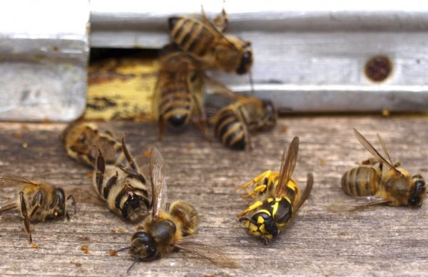 Страны Евросоюза проголосовали за запрет вещества, убивающего пчел