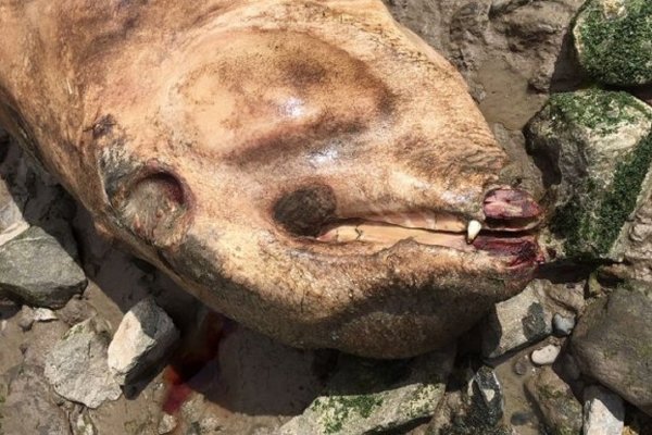 В Британии на берегу реки нашли таинственное существо без глаз, но с клыками