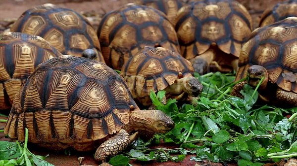 На Мадагаскаре защитники природы спасли от смерти более 10 тыс. черепах