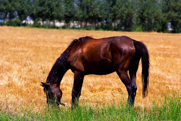 В США зоозащитники пожаловались в суд от имени коня и выиграли дело