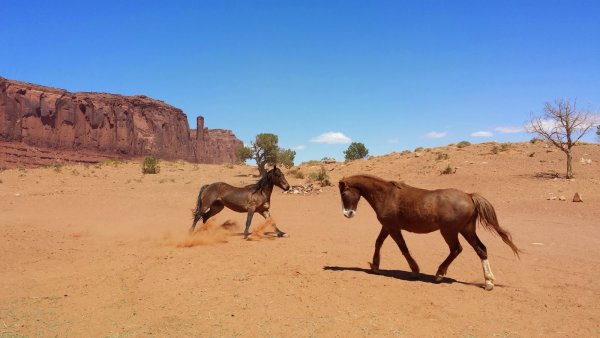 Почти 200 диких лошадей погибли в Аризоне в связи с засухой