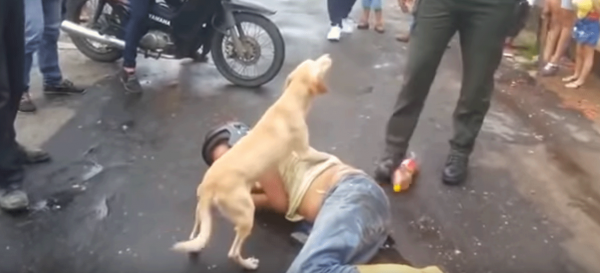 Верный пес защитил своего пьяного хозяина от прохожих и полицейских
