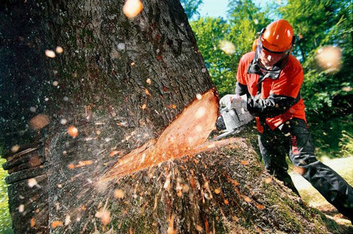 Качественные услуги удаления деревьев в Московской области
