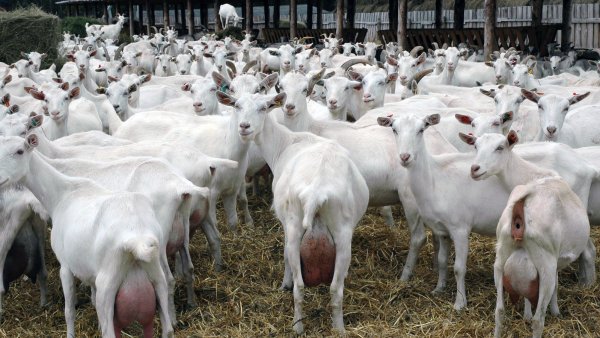 Около 100 коз «захватили» штат Айдахо в США