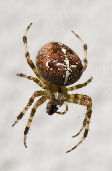 В Сент-Питерсберге женщина разделась и «пустилась в бега» от гигантского паука