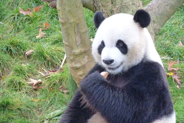 В Китае запретили фотографироваться с пандами с целью их защиты