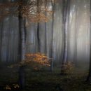 Названы победители конкурса фотографии Epson International Pano Awards