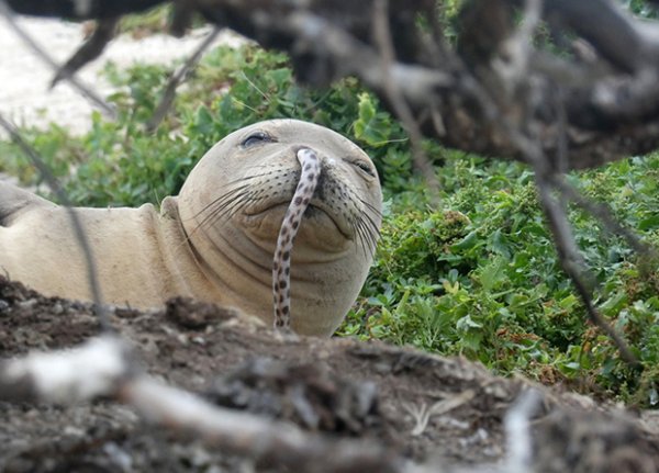 Гавайские учёные обнаружили тюленя с угрем в носу