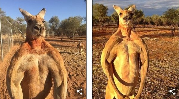 В Австралии умер мускулистый кенгуру, который был звездой Сети