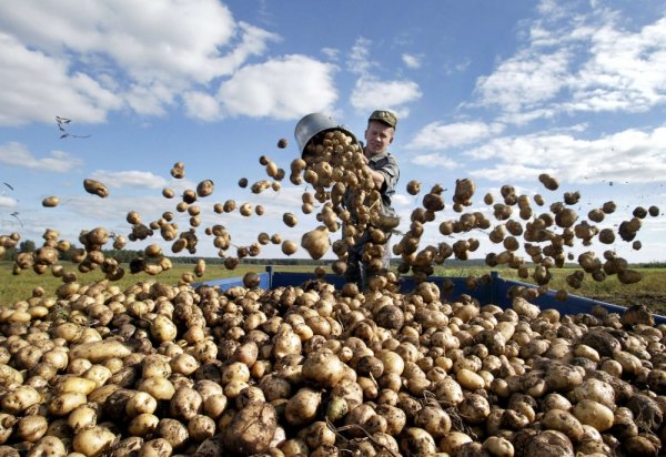 «Помог чем смог»: Картофельные миномёты Лукашенко помогут Путину завоевать Азов?