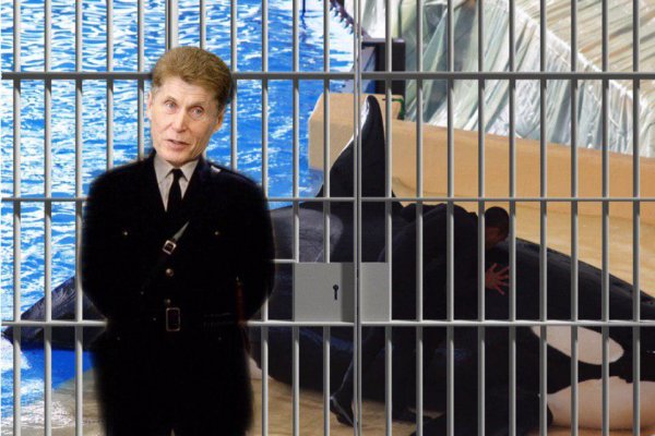 «Кожемяко не отпустит»: Губернатор Приморья не планирует выпускать касаток из «китовой тюрьмы»