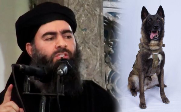 Лидер ИГИЛ аль-Багдади мог быть «загрызен» боевой собакой спецназа США